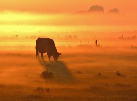 Koe in mistig landschap bij zonsopkomst