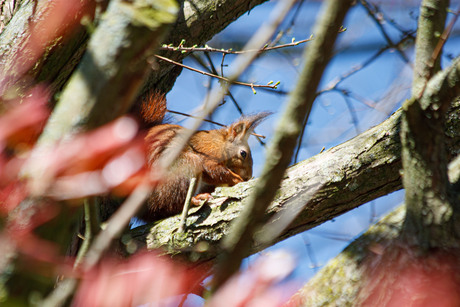 eekhoorn in de boom