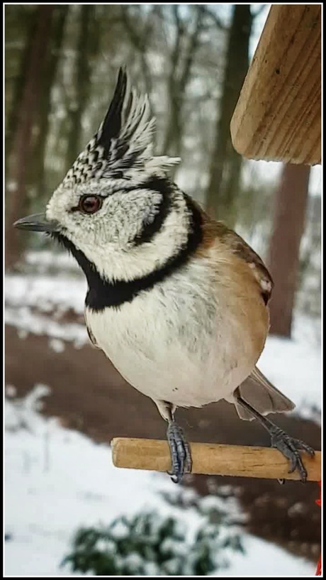 Crested Tit  