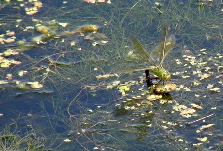 eitjes in het water