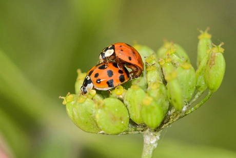 Lieveheersbeestje-Ladybug (Coccinellidae).jpg
