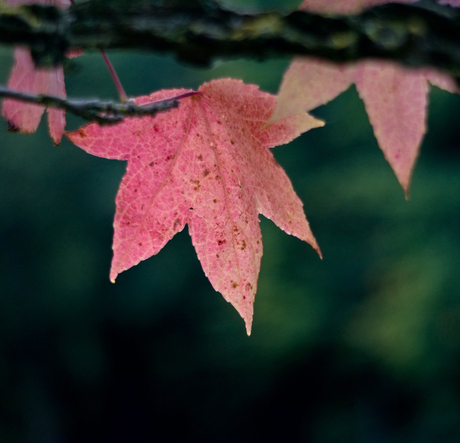 Bijna herfst