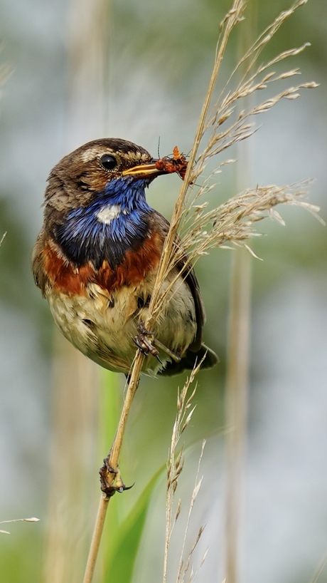 Blauwborstje met insect in z’n snavel.