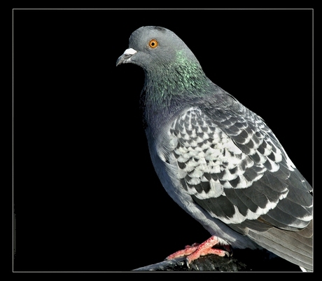 Irisch pigeon