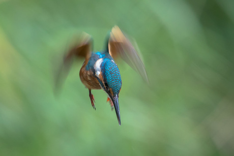 IJsvogel