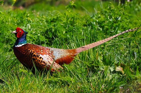 Fazant op stap
