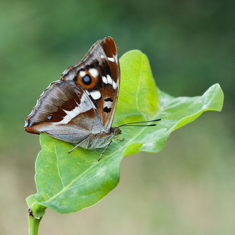 Grote weerschijnvlinder
