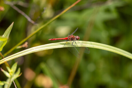 LIbelle op grashalm