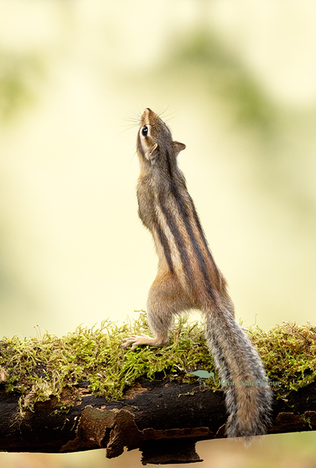 Siberische Grondeekhoorn