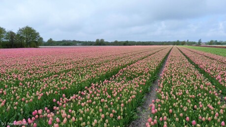 Velden vol Tulpen