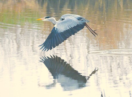Blauwe reiger