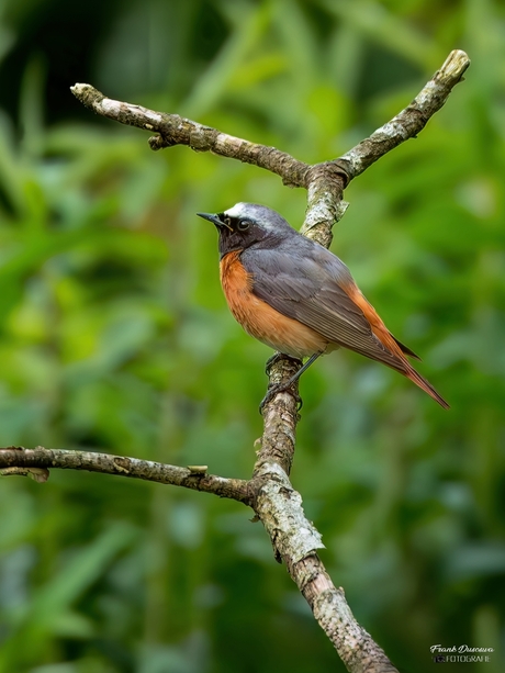 Gekraagde Roodstaart (Phoenicurus phoenicurus).