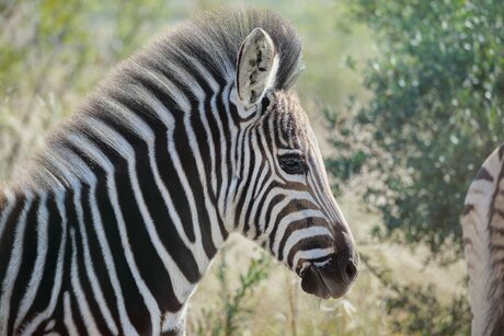 Baby zebra - Pilanesberg