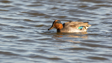 wintertaling