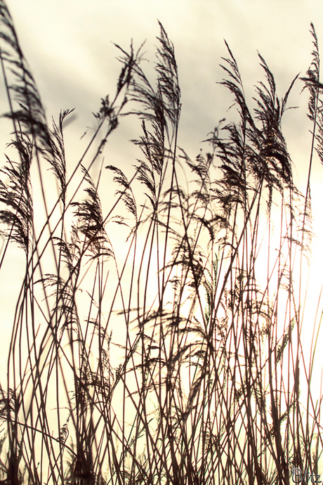 Sunset Through The Reed