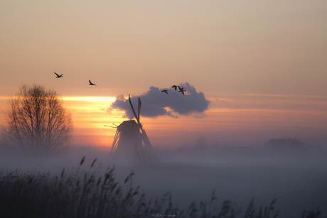 Noordermolen in de mist