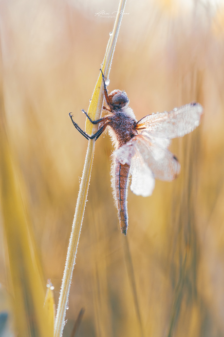 Libelle