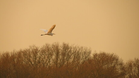 Zilverreiger in 't avondlicht