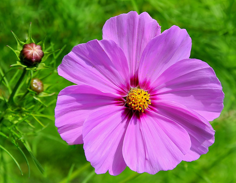 Cosmos bloem.