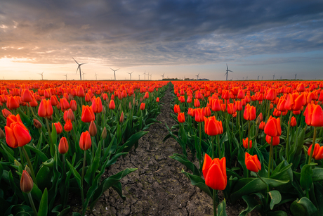Tulpen uit Flevoland