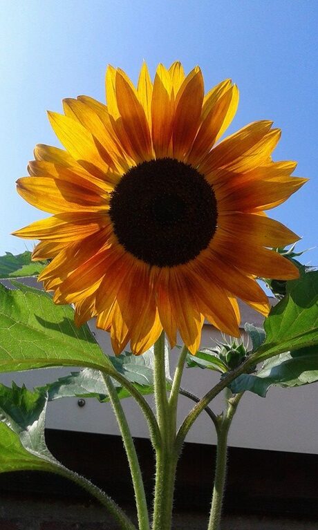 zonnebloem bij mijn ouders in de tuin
