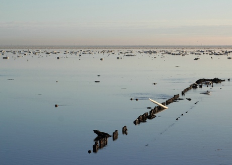 Paaltjes in de waddenzee