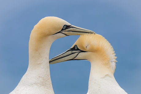 Goosebumps (or wind 😉)