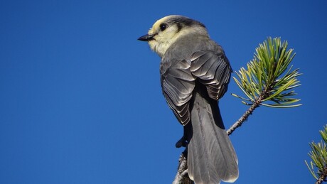 Canadese Gaai / Gray Jay / Perisoreus canadensis