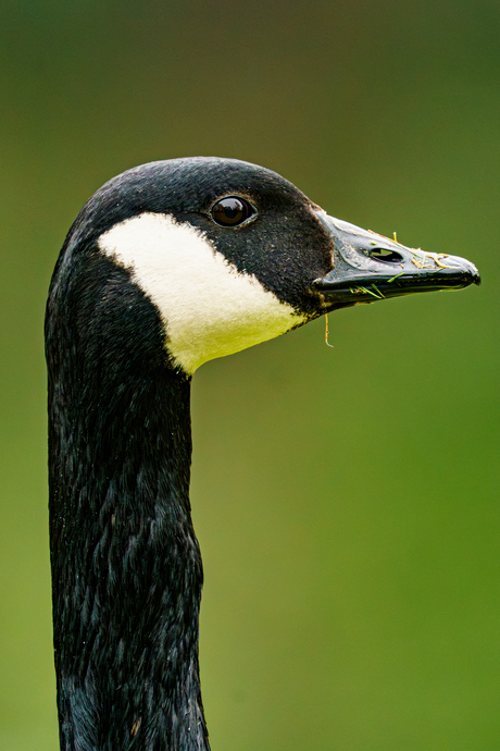 Canadese gans
