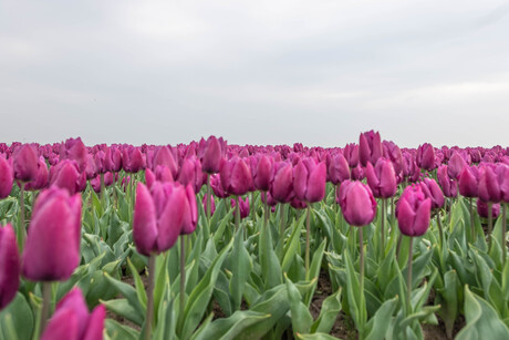 Paarse tulpen