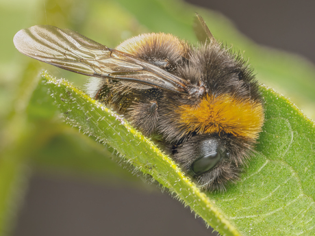 Slapende Hommel