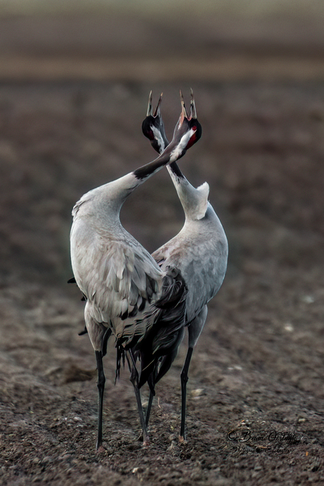 Baltsende Kraanvogels