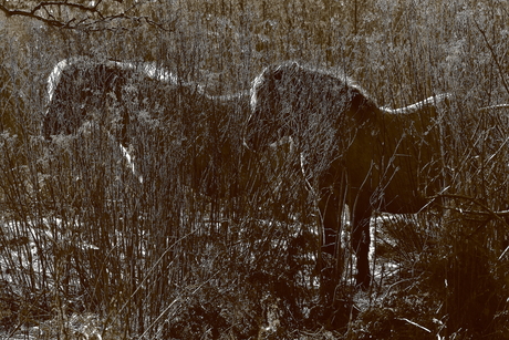 paardensilhouet