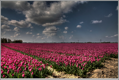 tulpenvelden