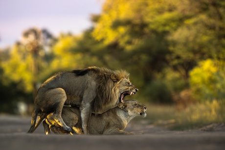 Lion love