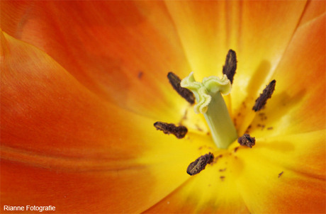 Bloem van dichtbij