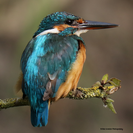 Kingfisher, Alcedo atthis - IJsvogels (Alcedinidae)