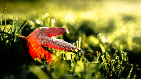 Blaadje met dauwdruppels