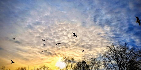Vogel silhouetten in de ochtendzon 