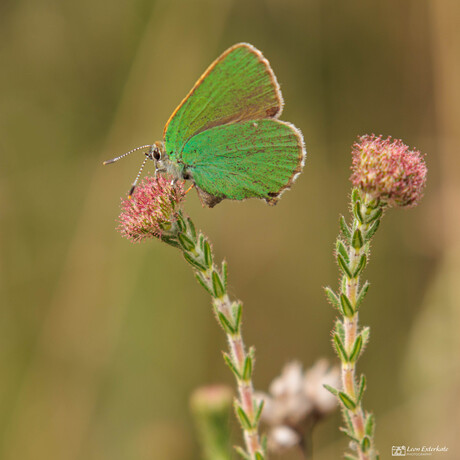 De fluistering van een vleugel – groentje op heide