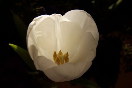 tulp