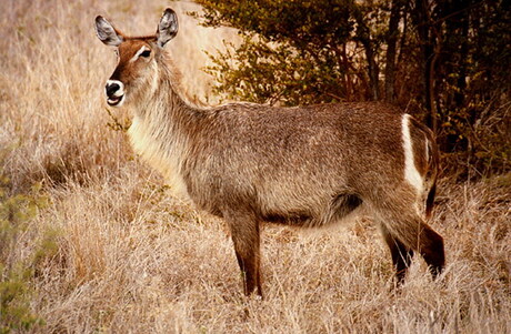 Waterbok