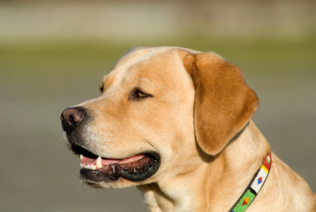 Perro hijgend..........