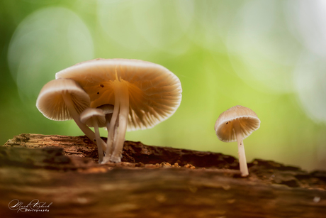 paddenstoel in het Bunderbos