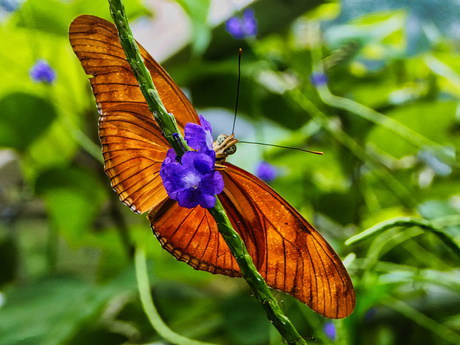 Vliegende Hollander - Dryas iulia