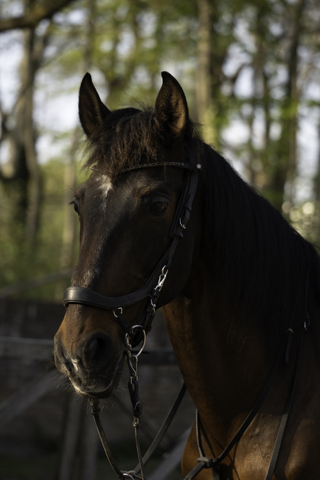 Zorro 