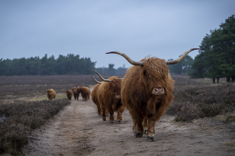 Schotse hooglanders