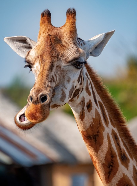 Wat ik wilde zeggen…….