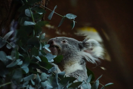 Koala