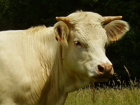 Blonde Aquitaine in Frankrijk